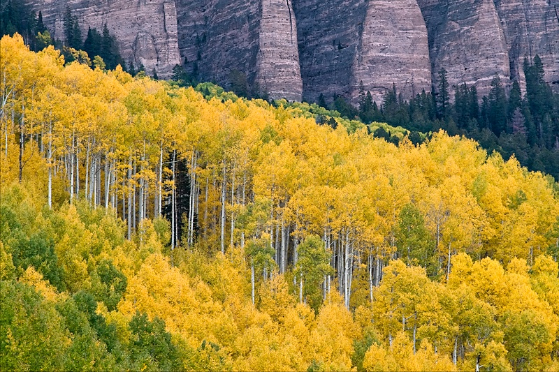 Aspens