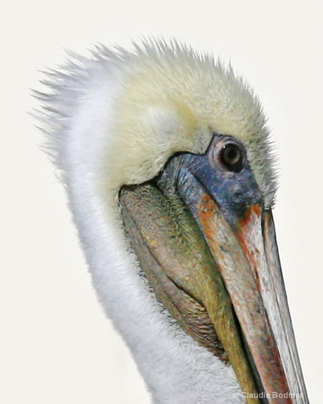 Pelican Photograph - ID: 7137281 © Claudia/Theo Bodmer