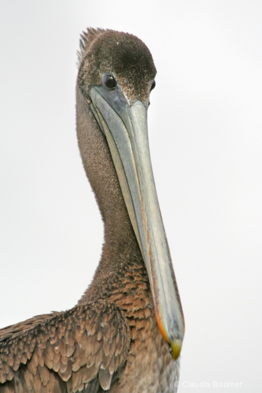 Pelican Photograph - ID: 7137813 © Claudia/Theo Bodmer