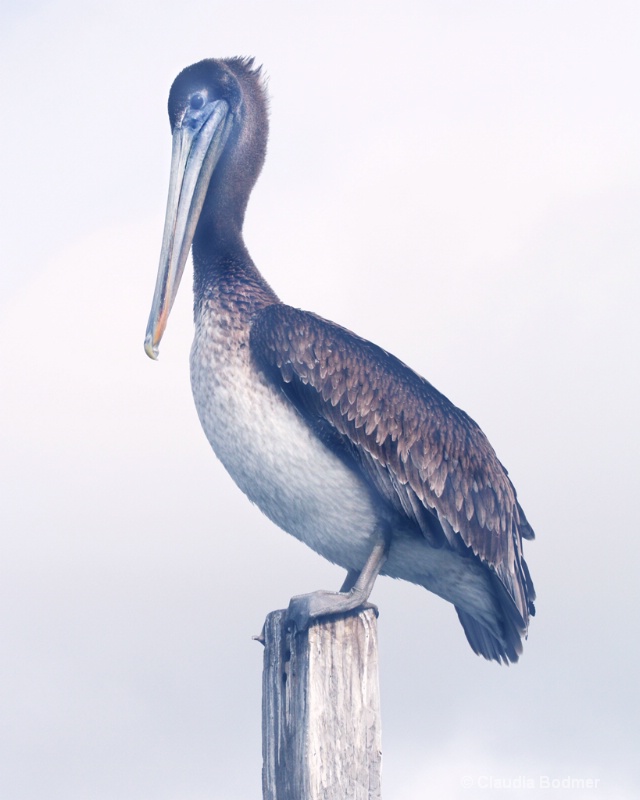Pelican Photograph - ID: 7137814 © Claudia/Theo Bodmer