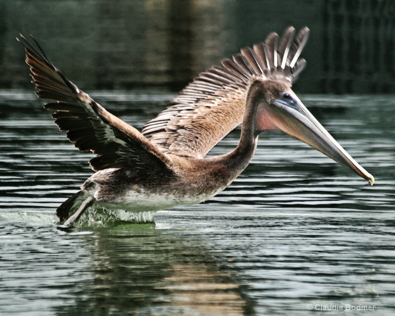 Pelican Photograph - ID: 7137816 © Claudia/Theo Bodmer