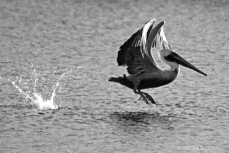 Pelican Photograph - ID: 7137849 © Claudia/Theo Bodmer