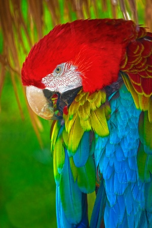 Moody Macaw