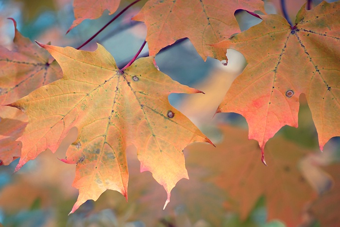 October leaf