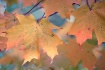 October leaf