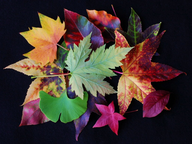 Autumn Collage II
