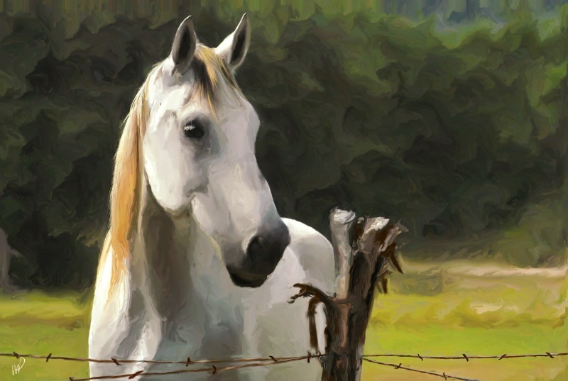 White Stallion Portrait - ID: 7139364 © Mike D. Perez
