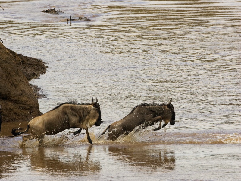 Wildebeest Crossing - ID: 7143236 © James E. Nelson