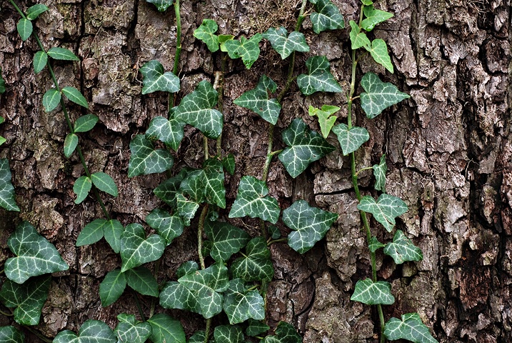 Ivy on Bark