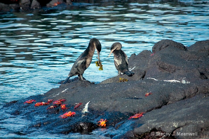Flightless Cormorant Mating Ritual, Galapagos  - ID: 7143833 © Stacey J. Meanwell
