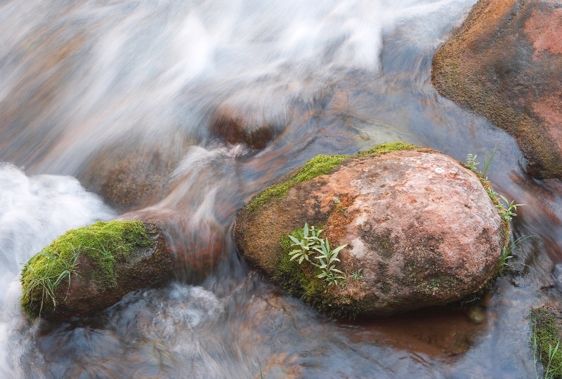 Moss & Rocks - ID: 7143978 © Patricia A. Casey