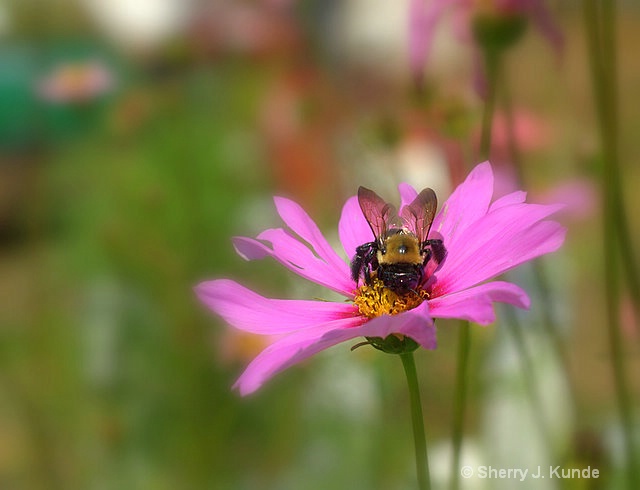 Pink Cosmos and Carpenter Bee