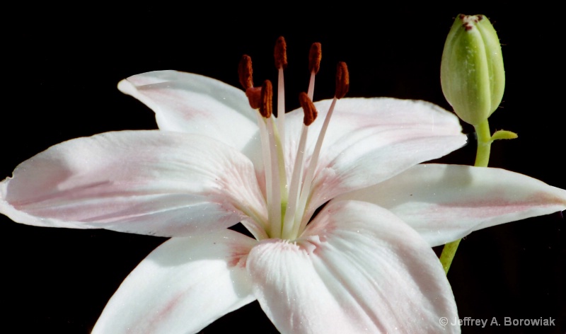 flower and bud