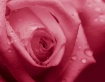 A rose...