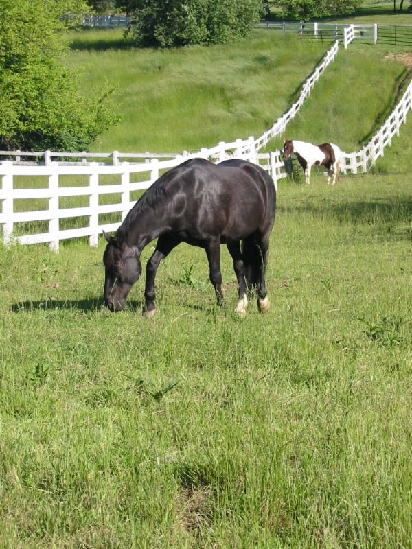 The green grass of home.