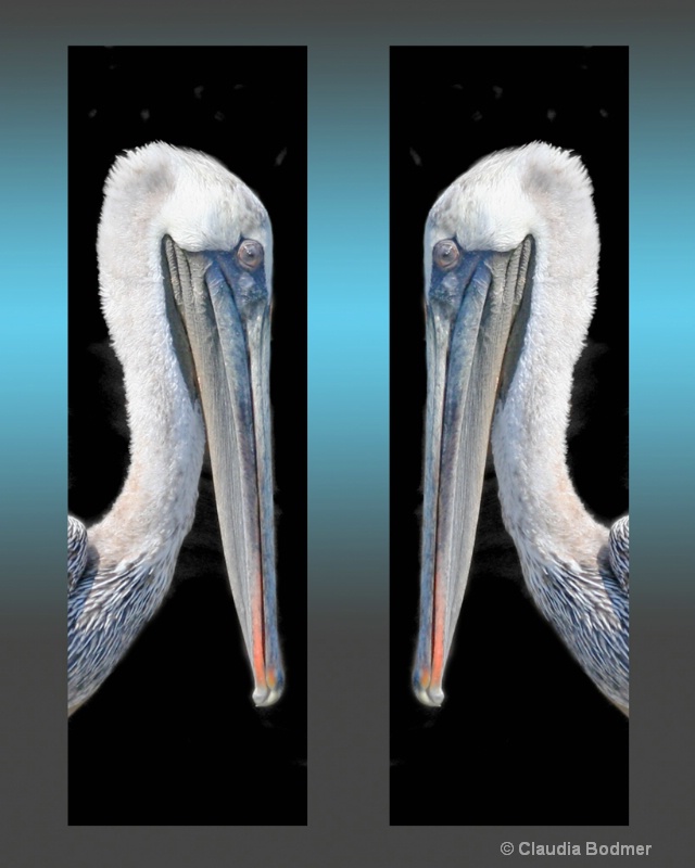 Pelican Photograph - ID: 7147870 © Claudia/Theo Bodmer