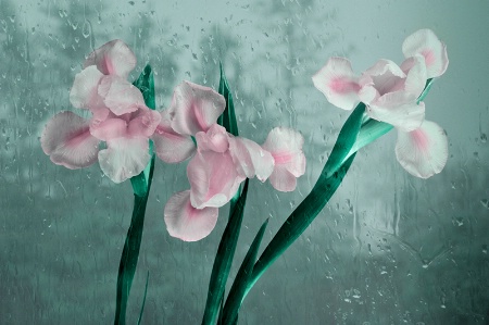 Rainy Day Irises    