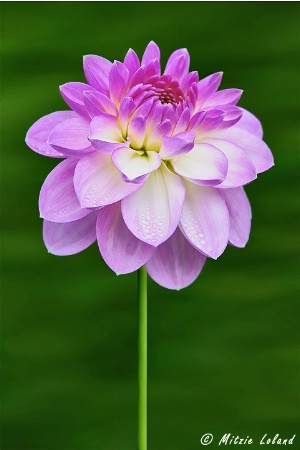 Pink dahlia