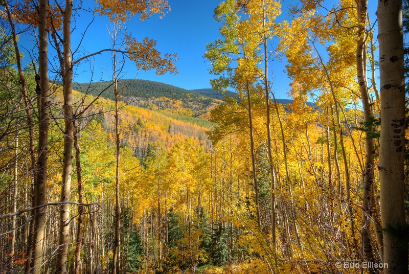 Fall Afternoon In The Aspens