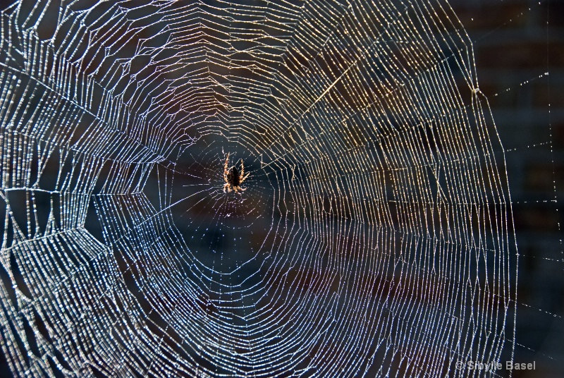 Morning dew on Spider web... - ID: 7152763 © Sibylle Basel