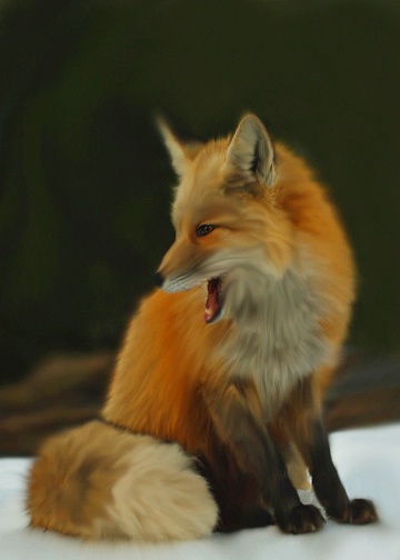 Red Fox