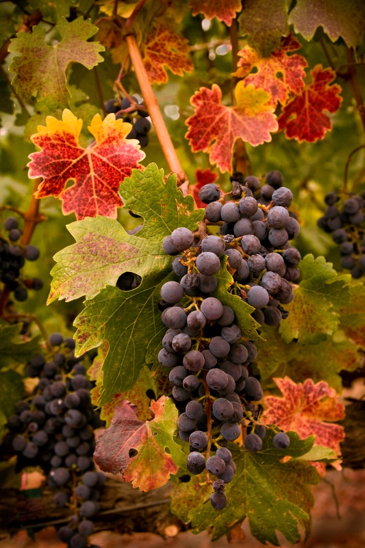 Fruit of the Vine