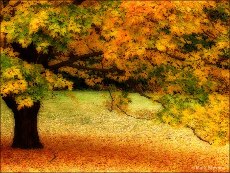 Foliage '08 - Maple