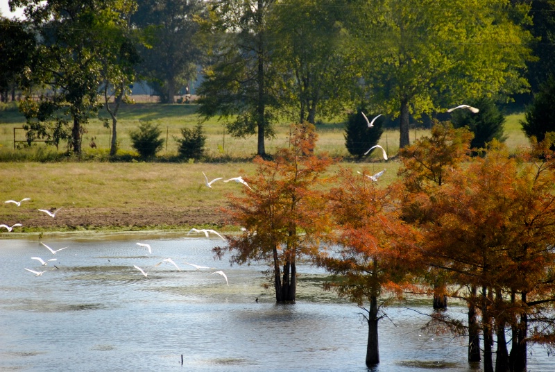 Fall is Coming To The Bayou