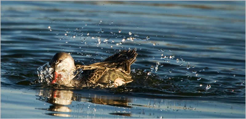 Bathing Goose