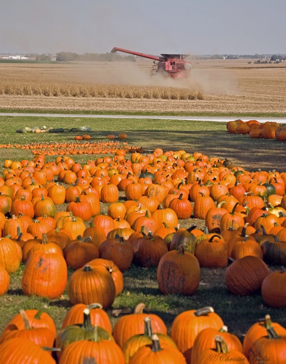 Fall Harvest