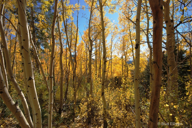 Afternoon Light On The Aspens