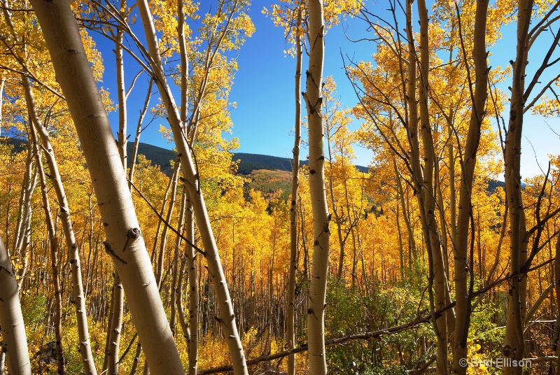 Fall Afternoon In The Aspens