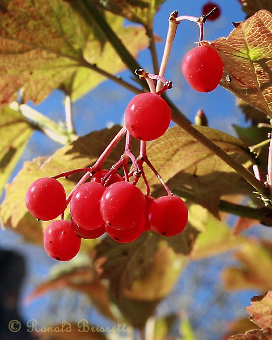 Fall color---berry pretty