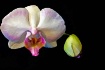Orchid, present a...