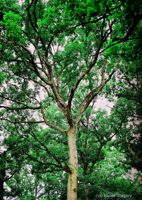 Tree of Life - ID: 7163152 © Eloise Bartell
