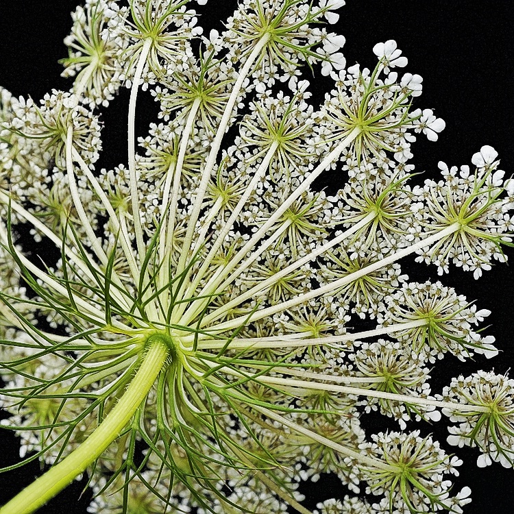 Queen Anne's Lace