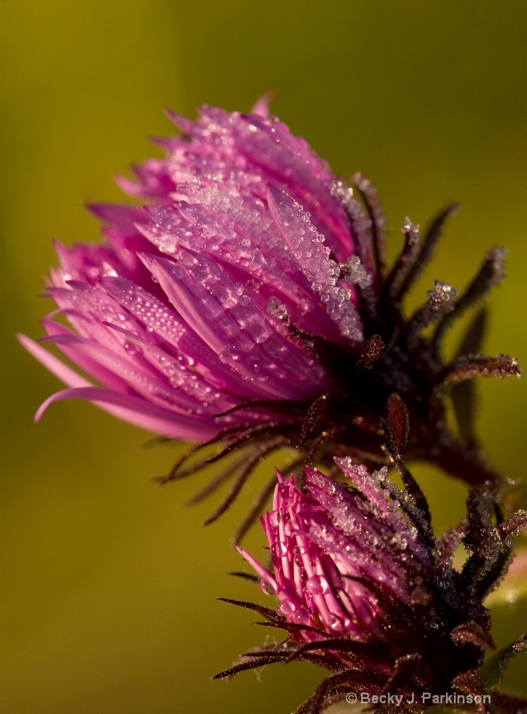 Surviving the Frost