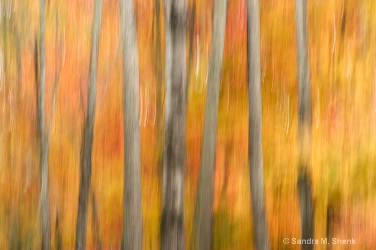 grey birch pan - ID: 7167898 © Sandra M. Shenk