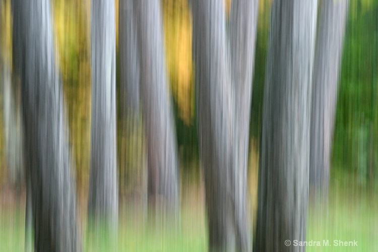 pine trees - ID: 7167947 © Sandra M. Shenk