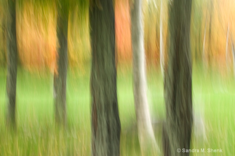 maple trees and birch - ID: 7167948 © Sandra M. Shenk