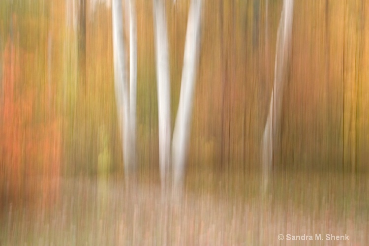 white birch - ID: 7167950 © Sandra M. Shenk