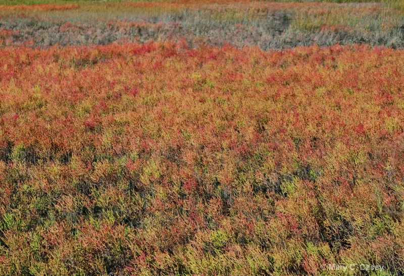 Salt Marsh in Autumn