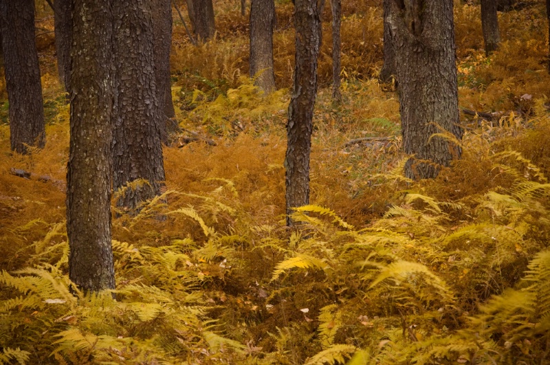 fall-in-the-fern-forest - ID: 7170018 © Karen L. Messick