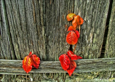 barn ivy