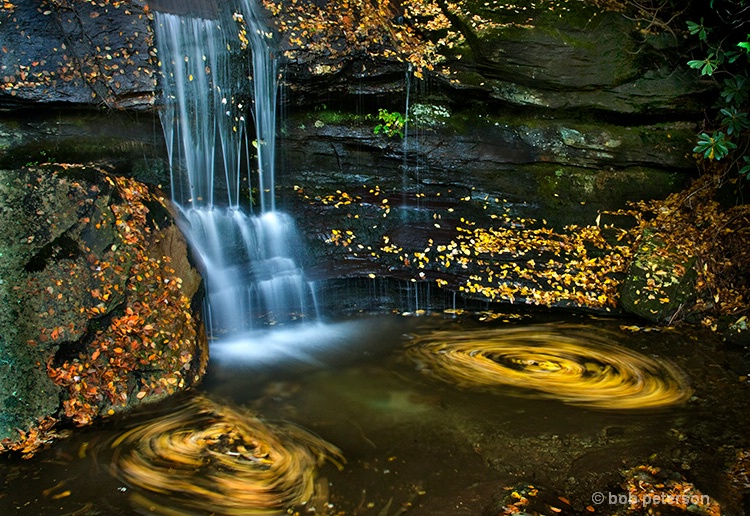 swimming leaves