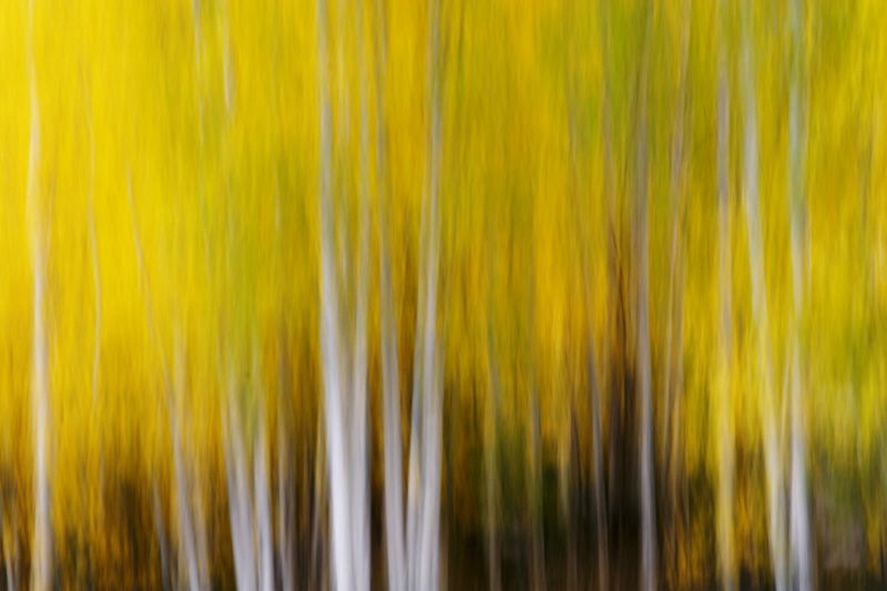 Fall Aspen