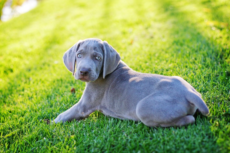 sunlit pup