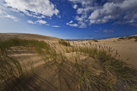 windy dunes