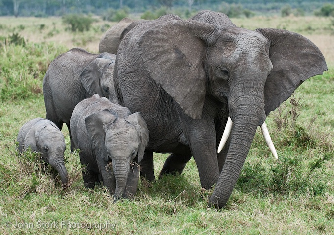 Elephant Family 2