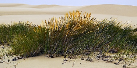 dune grass